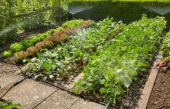 ohgreen Bewatering|Ecocheques|Startset voor bloembedden of moestuin