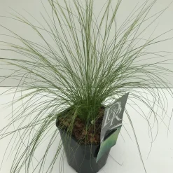 ohgreen Vaste Planten|Ecocheques|Stipa tenuissima Ponytails