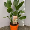 ohgreen Groene Planten|Ecocheques|Strelitzia nicolai