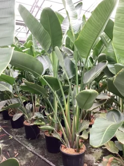 ohgreen Groene Planten|Ecocheques|Strelitzia nicolai