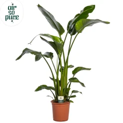 ohgreen Ecocheques|Groene Planten|Strelitzia nicolai