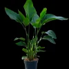 ohgreen Groene Planten|Ecocheques|Strelitzia Nicolai p24