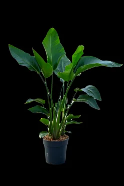 ohgreen Groene Planten|Ecocheques|Strelitzia Nicolai p24