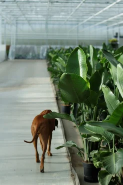 ohgreen Groene Planten|Ecocheques|Strelitzia Nicolai p24