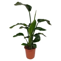ohgreen Groene Planten|Ecocheques|Strelitzia (Paradijsvogelbloem)