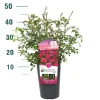 ohgreen Struiken|Ecocheques|Struikroos Rosa 'Madame Anisette'