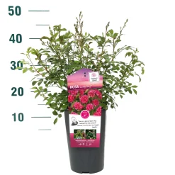 ohgreen Struiken|Ecocheques|Struikroos Rosa 'Madame Anisette'
