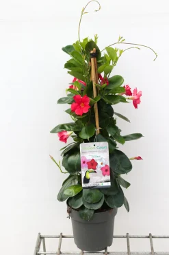 ohgreen Voorjaar|Ecocheques|Sundaville pyramide 2,5l