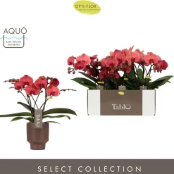 ohgreen Ecocheques|Bloeiende Planten|Tablo spritz emilia brown