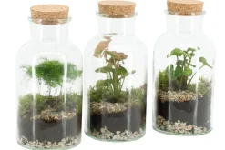 ohgreen Composities En Terrariums|Ecocheques|Terrarium