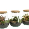 ohgreen Composities En Terrariums|Ecocheques|Terrarium arrangement