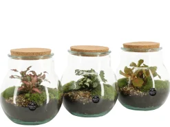 ohgreen Composities En Terrariums|Ecocheques|Terrarium arrangement
