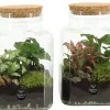 ohgreen Composities En Terrariums|Ecocheques|Terrarium arrangement