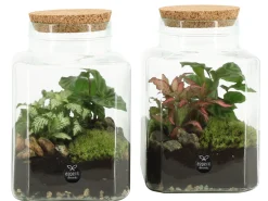 ohgreen Composities En Terrariums|Ecocheques|Terrarium arrangement