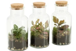 ohgreen Composities En Terrariums|Ecocheques|Terrarium arrangement