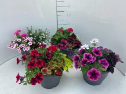 ohgreen Voorjaar|Ecocheques|Terrasplanten