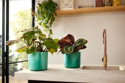 ohgreen Potten En Vazen|Ecocheques|The Ocean Collection 14cm Pacific green