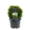 ohgreen Struiken|Ecocheques|Thuja occidentalis 'Danica'