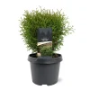 ohgreen Ecocheques|Struiken|Thuja occidentalis 'Tiny Tim'