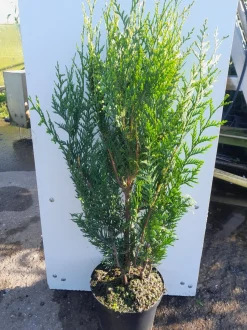 ohgreen Struiken|Ecocheques|Thuja plicata Atrovirens ( Reuzenlevensboom )