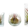 ohgreen Groene Planten|Ecocheques|Tillandsia glas mix (luchtplantje)