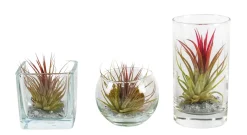 ohgreen Groene Planten|Ecocheques|Tillandsia glas mix (luchtplantje)