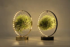 ohgreen Composities En Terrariums|Ecocheques|Tillandsia led edition