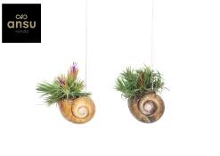 ohgreen Groene Planten|Ecocheques|Tillandsia Shelly hang (luchtplantje)