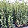 ohgreen Klimplanten|Ecocheques|Trachelospermum jasminoides ( Sterjasmijn )