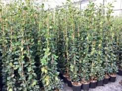 ohgreen Klimplanten|Ecocheques|Trachelospermum jasminoides ( Sterjasmijn )