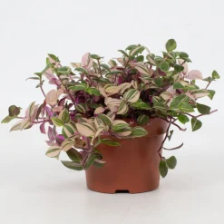 ohgreen Groene Planten|Ecocheques|Tradescantia fluminensis Quadricolor ( Vaderplant )