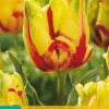 ohgreen Bloembollen|Ecocheques|Tulp texas flame 7st