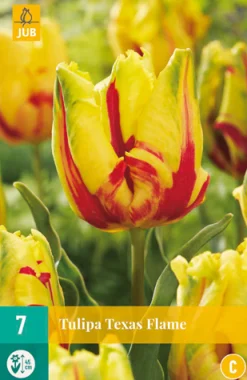 ohgreen Bloembollen|Ecocheques|Tulp texas flame 7st