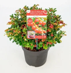 ohgreen Struiken|Ecocheques|Vaccinium vitis idaea ' red candy' - rode bosbes, vossenbes, hondsbes