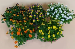 ohgreen Violen|Ecocheques|Viool in schaal