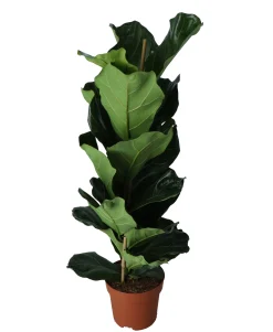 ohgreen Groene Planten|Ecocheques|Vioolbladplant (Ficus lyrata)