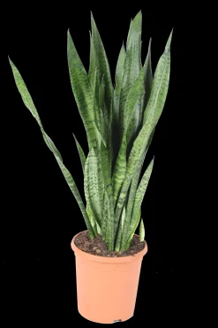 ohgreen Cactus - Succulent - Sanseveria|Ecocheques|Vrouwentongen 'Sanseviera trifasciata "Laurentii"