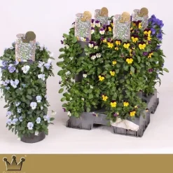 ohgreen Voorjaar|Ecocheques|Wanderellaa viola corn p15 h50