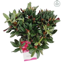 ohgreen Struiken|Ecocheques|Weigela florida Wine & Roses ( Alexandra )