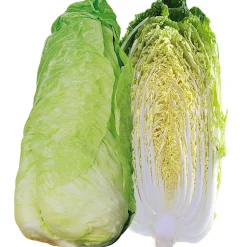 ohgreen Zaden|Ecocheques|Zaden: andijvie pain de sucre