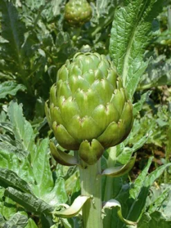 ohgreen Zaden|Ecocheques|Zaden: artichoc imperial star