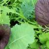 ohgreen Zaden|Ecocheques|Zaden: asiasla mesclun