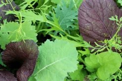 ohgreen Zaden|Ecocheques|Zaden: asiasla mesclun