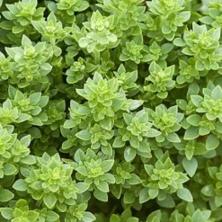 ohgreen Zaden|Ecocheques|Zaden: basilicum griek