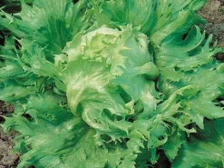 ohgreen Zaden|Ecocheques|Zaden: bataviasla reine des glaces