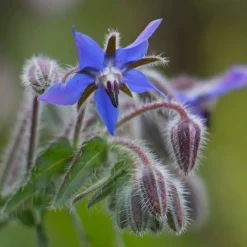 ohgreen Zaden|Ecocheques|Zaden: bernagie