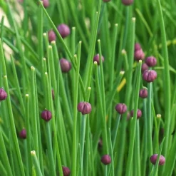 ohgreen Zaden|Ecocheques|Zaden: bieslook gewoon