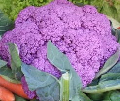 ohgreen Zaden|Ecocheques|Zaden: bloemkool paars uit sicilië