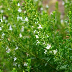 ohgreen Zaden|Ecocheques|Zaden: bonekruid des montagnes