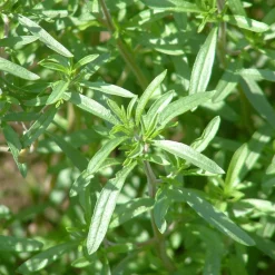 ohgreen Zaden|Ecocheques|Zaden: bonekruid jaarlijks